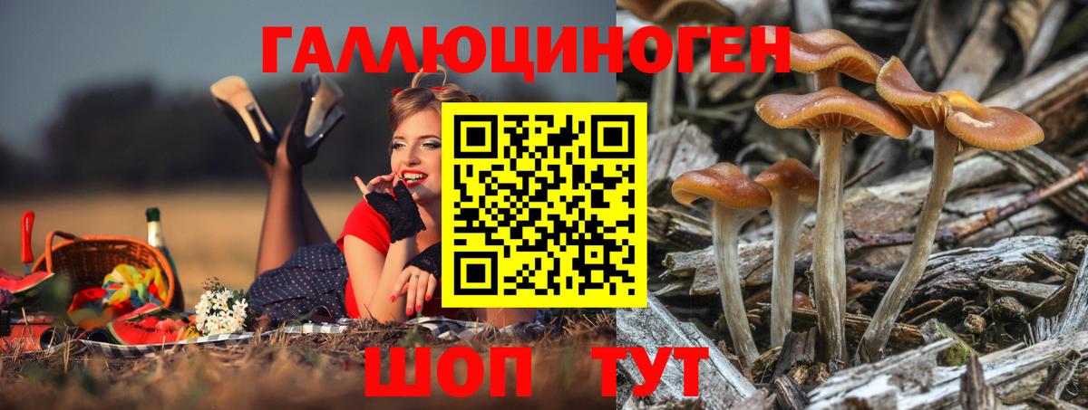 Псилоцибиновые грибы Psilocybine cubensis Великий Устюг